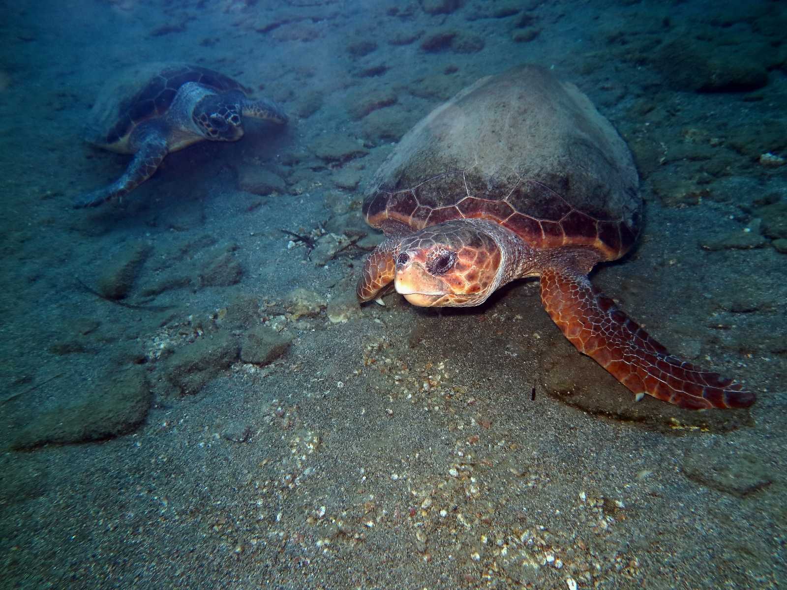 Caretta caretta (Linnaeus, 1758)